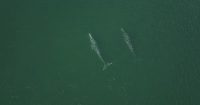 Two Grey Whales Gracefully Swimming in Pacific Ocean off Baja California Sur, Aerial Drone Top Down View