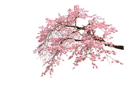 Cherry blossoms in full bloom with transparent background