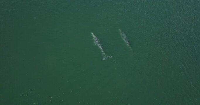 Pair of Two Grey Whales Swimming in Gulf of California, Mexico - Aerial