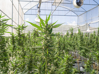 Commercial cannabis business. Large indoor marijuana commercial growing operation in the greenhouse
