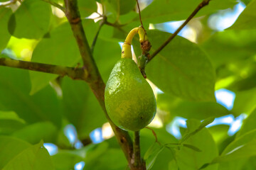 FRUTAS DE PALTA, PLANTA VIVA EN CRECIMIENTO Y PRODUCCIÓN DE FRUTOS Y SEMILLAS, TINGO MARIA PERU 2022
