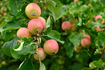 Apples ripening on the tree at an organic Alaska orchard.