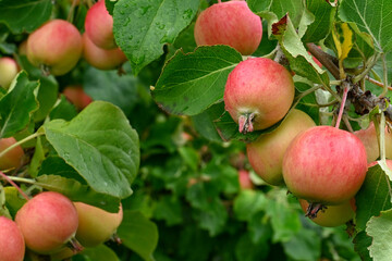 Apples ripening on the tree at an organic Alaska orchard.