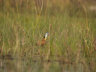 African jacana wading in reeds searching for food