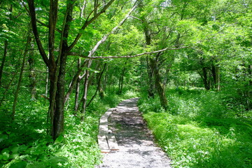 上高地　初夏のウォーキングトレイル