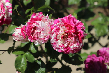 pink roses in garden