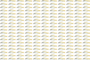 fish stock on white background for any use