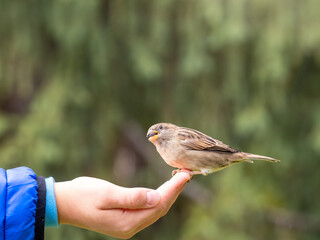 The boy feeds the birds with seeds from his hand. Sparrow eats seeds from the boy's hand