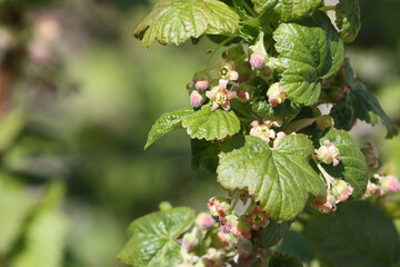 Flowering currant bush.