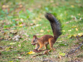 Naklejka na ściany i meble Squirrel in autumn hides nuts on the green grass with fallen yellow leaves