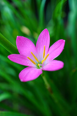 Pink Rain Lily flower on green leaves background in the garden