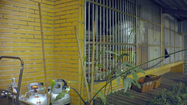 vertical looking up view from a grudge old gas tank and metal bars fence to ghetto like dirty bared jail like window of two story high building with yellow tiled wall and vegetation plant