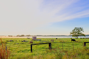 Cows in the countryside