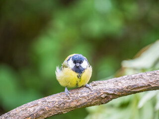 Obraz na płótnie Canvas Cute bird Great tit, songbird sitting on the branch with blured background