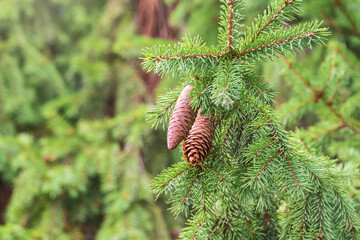 Green spruce branches with needles and cones in autumn.