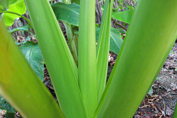 Fototapeta premium green colored taro tree on farm