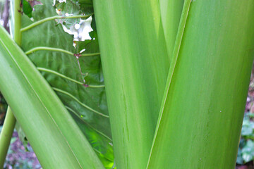 green colored taro tree on farm
