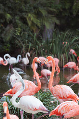 Flamboyance of vivid long necked pink and white flamingo Phoenicopteridae wading birds in the bustling shallow lagoon 