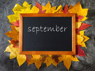 September is inscription in chalk on chalk board lying on colored autumn maple leaves frame on dark grey marble background. Hello autumn, back to school, harvesting concept, flat lay, top view