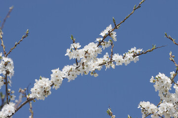 Flowering cherry plum tree.