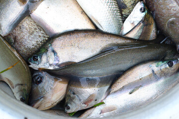 fish stock on shop for sell