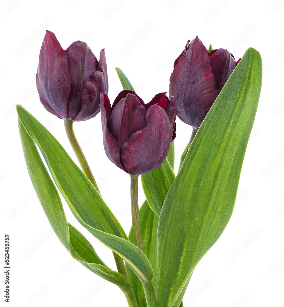 Canvas Prints three purple tulips.