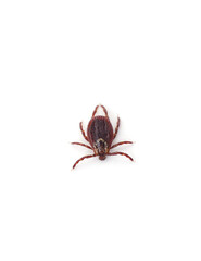 One little tick.