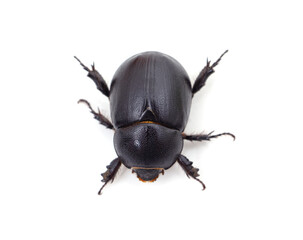 One black beetle.