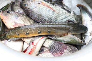 fish stock on shop for sell