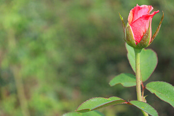 red rose on tree in farm