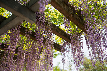 大阪ののだふじ