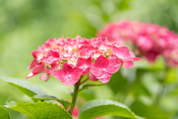 華やかな紫陽花
