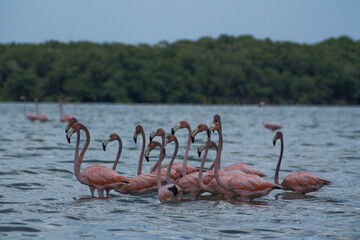 flamingos 4 - obrazy, fototapety, plakaty