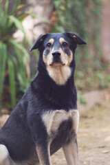 Serious floppy eared black and tan therapy dog sits pretty for pet portraits in her lush green backyard