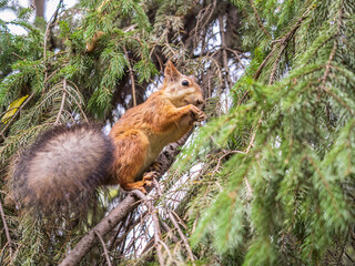 The squirrel with nut sits on tree in the autumn. Eurasian red squirrel, Sciurus vulgaris.