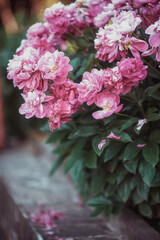 Beautiful bushes of pink peonies in the garden on a blurred natural background