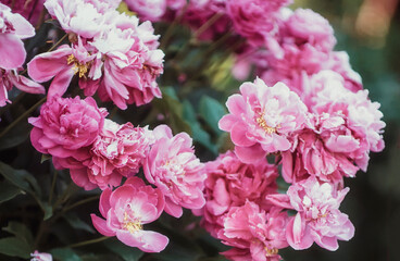 Beautiful bushes of pink peonies in the garden on a blurred natural background