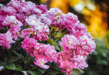 Beautiful bushes of pink peonies in the garden on a blurred natural background