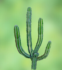 Close up of cactus