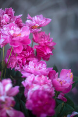 Natural floral background of pink peonies flowers