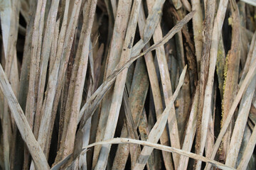 dry dirty reed spread for background