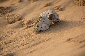 Animal skull weathered by hot sun in a desert in golden sunshine just before sunset