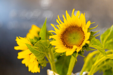 sunflower in the field