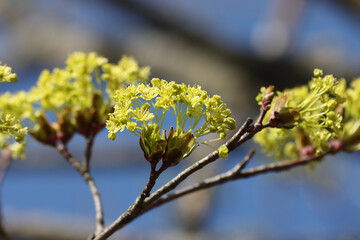 Blooming maple tree.