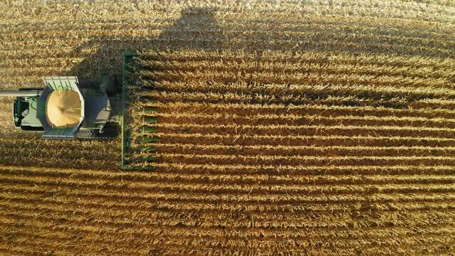 Rising overhead aerial above combine tractors harvesting corn