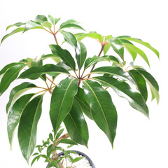 観葉植物、ツピダンサス・カリプトラツスの葉【白背景】