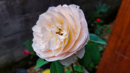 close up of a pale pink rose