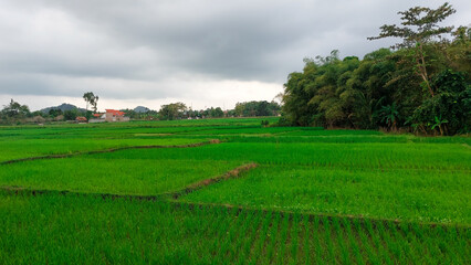 Fototapeta premium green rice field under a cloudy sky in Indonesia