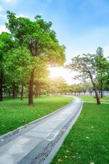 Park sunshine green woods background