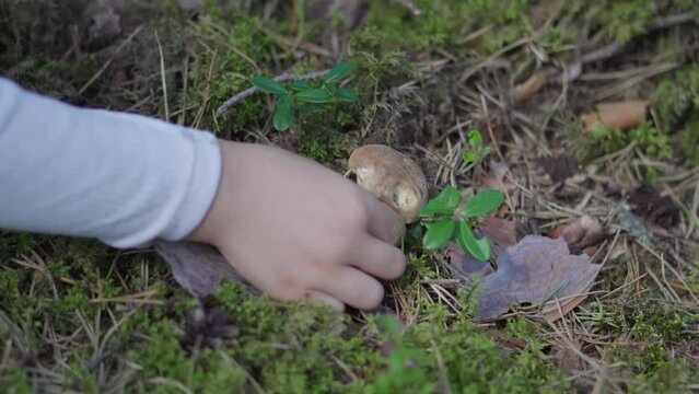 Toddler girl is picking mushrooms (Suillus variegatus a.k.a. velvet bolete or variegated bolete) in a forest during the summer